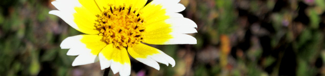Carrizo wild flower