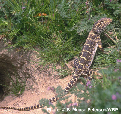 Blunt-nosed Leopard Lizard