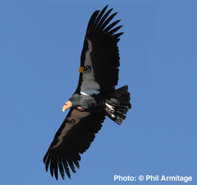 California Condor