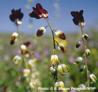 California Jewelflower